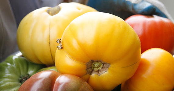 Tomatoes (photo by John Bolivar Photography)