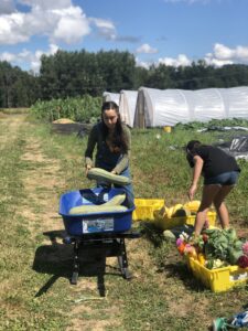 A woman loads large summer squash into a blue wheelbarrow at a farm.