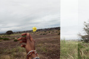 A hand holds out a yellow dandelion, with green grass in the background.