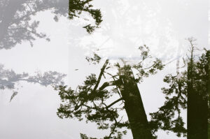Black and white photo looking up in the branches of a large tree, double exposed.