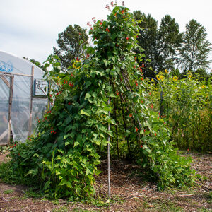 A covered hoophouse to the left of a large tent of scarlet runner beans