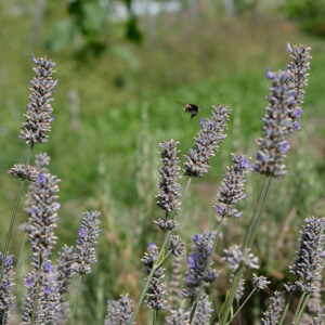 Lavender with a large bumblebee in the center