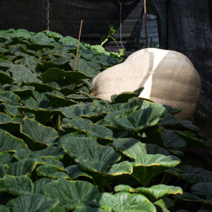 An enormous white pumpkin grows alone in a patch surrounded by black screening.