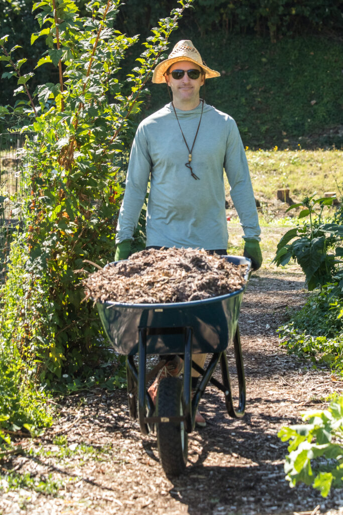 A volunteer in a blue shirt and sun hat pushes a wheelbarrow between tall rows of plants.