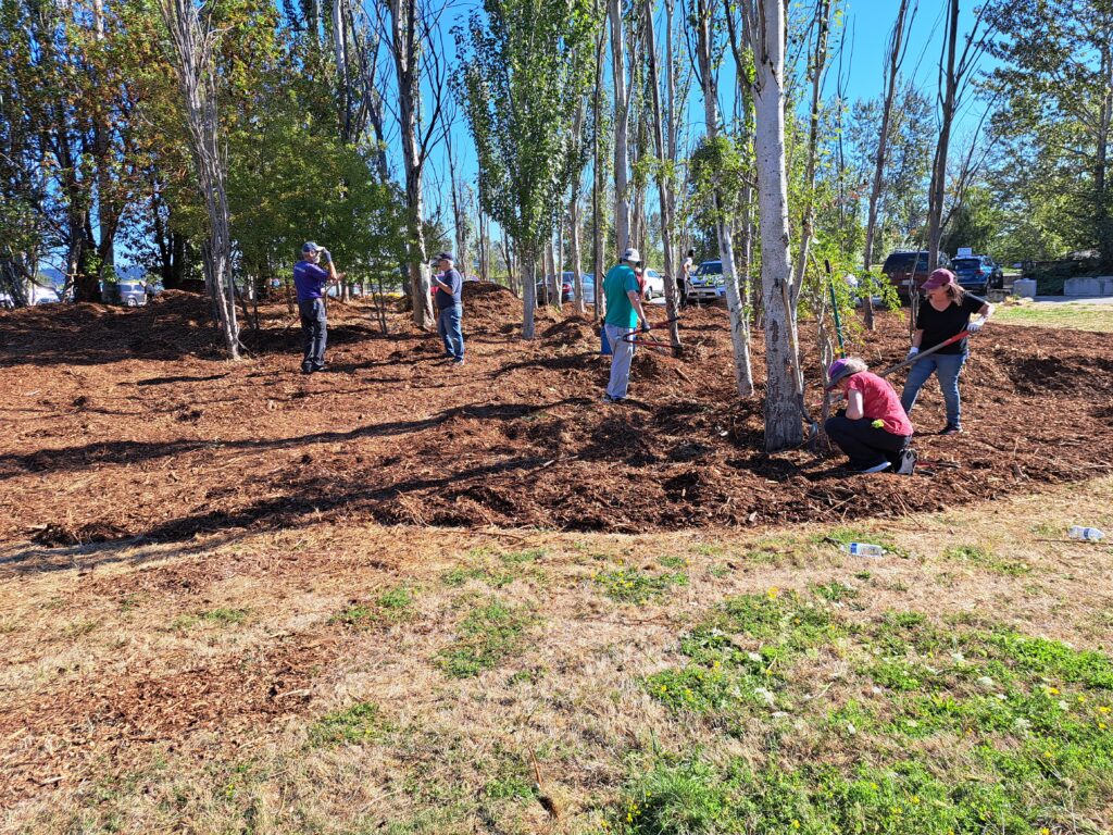 Volunteers spread mulch around a grove of trees.