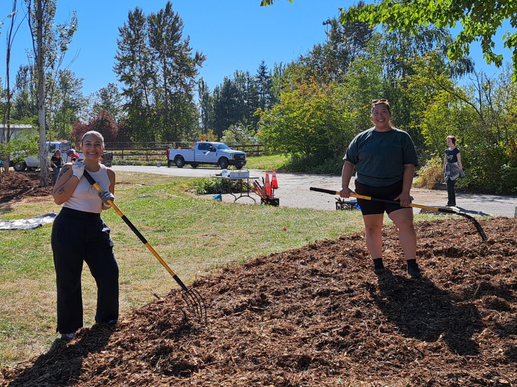 Two volunteers use rakes to spread mulch in a park.