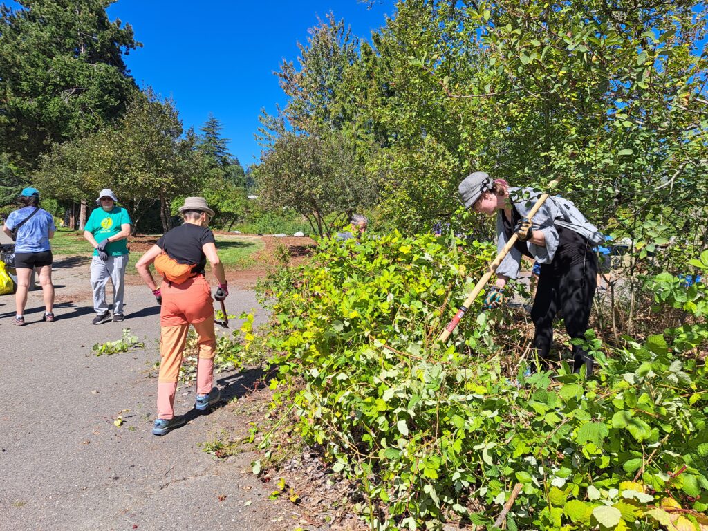 Volunteers spread mulch and clear overgrowth.