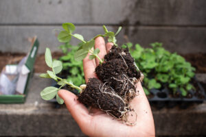 An open hand holds three plugs of pea sprouts in soil